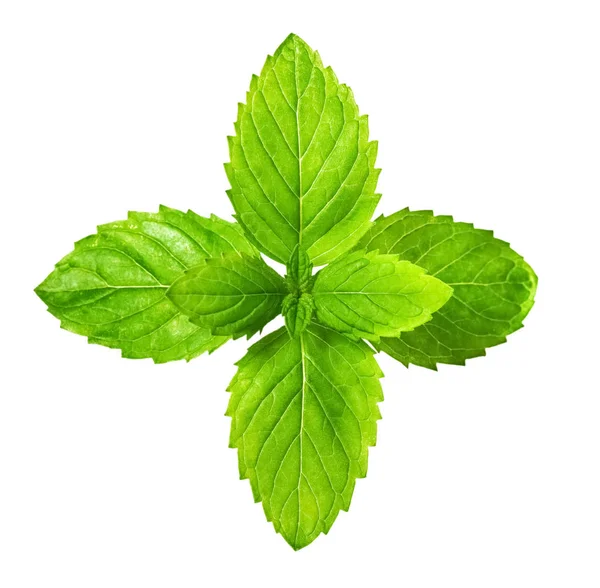 taze ot, beyaz arka plan üzerinde izole nane yaprakları