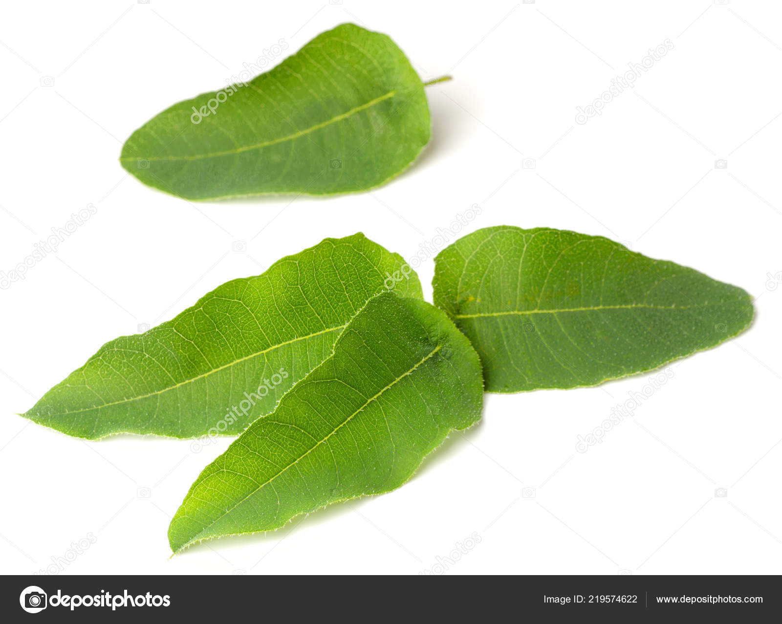 Frischen Eukalyptus Verlässt Isolierten Auf Weißen Hintergrund ...