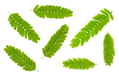 Beyaz arka plan üzerinde izole taze demirhindi yaprakları