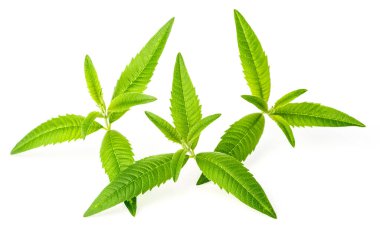 beyaz zemin üzerine yeşil lippia citriodora