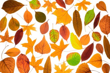 sonbahar yaprakları üzerinde beyaz, en iyi görünümü izole