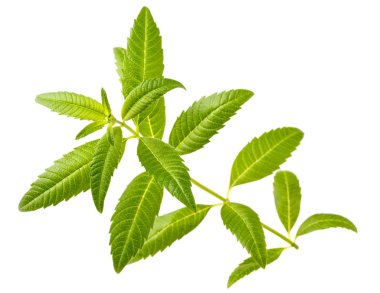 Beyaz arka plan üzerinde taze lippia yaprakları