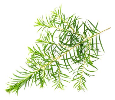 taze çay ağaç izole üzerinde beyaz arka plan yaprak