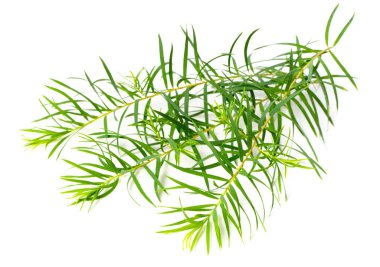fresh tea tree leaves isolated on white background clipart