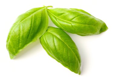 taze ot, izole üzerinde beyaz arka plan taze fesleğen yaprağı