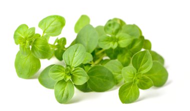 Beyaz arka plan üzerinde izole taze kekik