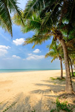 Hindistan cevizi ağaçları ile güneşli tropikal plaj