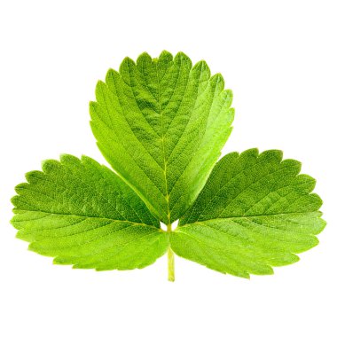 Beyaz taze çilek yaprağı