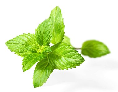 taze ot, beyaz arka plan üzerinde izole nane yaprakları