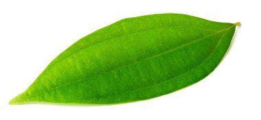 izole üzerinde beyaz arka plan taze tarçın yaprakları