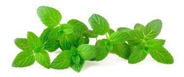 beyaz zemin üzerine Yeşil taze nane yaprakları