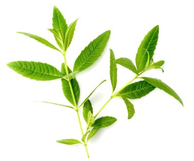 Beyaz arka plan üzerinde taze lippia yaprakları