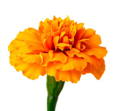 Beyaz arka plan üzerinde izole taze turuncu marigold çiçek