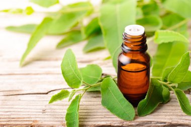 Taze eucalytus ile şişe okaliptüs esans