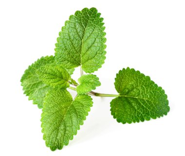 taze ot, yeşil limon balm beyaz üzerinde bırakır.