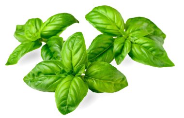 taze fesleğen izole beyaz arka plan üzerinde closeup