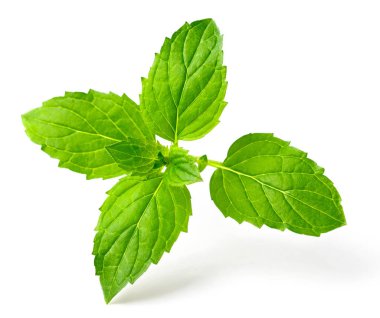 Beyaz arka plan üzerinde izole taze ot, yeşil nane