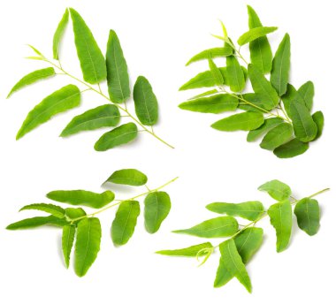 Beyaz arkaplanda taze okaliptüs yaprakları izole