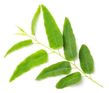 Beyaz arkaplanda taze okaliptüs yaprakları izole