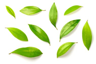 izole üzerinde beyaz arka plan taze tarçın yaprakları