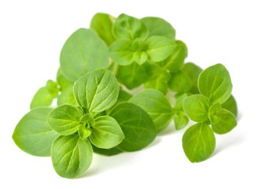 Beyaz arka plan üzerinde izole taze kekik