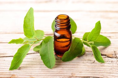 Taze eucalytus ile şişe okaliptüs esans