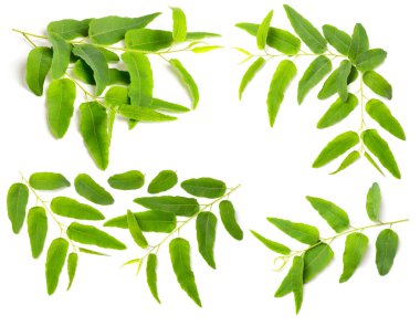 Beyaz arkaplanda taze okaliptüs yaprakları izole