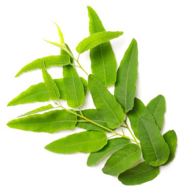 Beyaz arkaplanda taze okaliptüs yaprakları izole