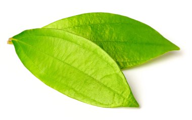 izole üzerinde beyaz arka plan taze tarçın yaprakları