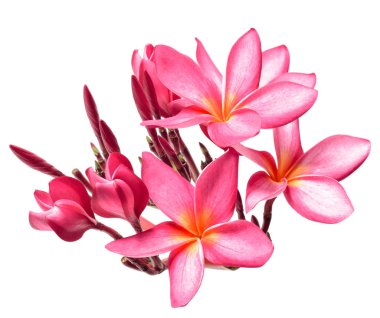 Beyaz arka plan üzerinde izole taze kırmızı frangipani çiçekler