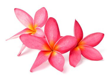 Beyaz arka plan üzerinde izole taze kırmızı frangipani çiçekler