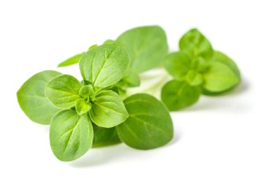 Beyaz arka plan üzerinde izole taze kekik