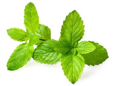 taze nane yaprakları beyaz arka plan üzerinde izole closeup