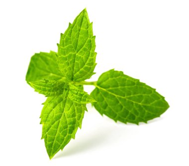 taze speramint izole üzerinde beyaz arka plan bırakır