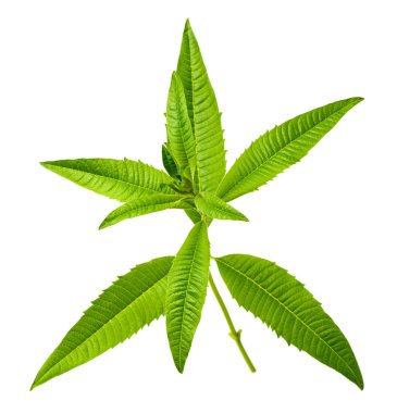 taze limon verbena izole üzerinde beyaz arka plan bırakır