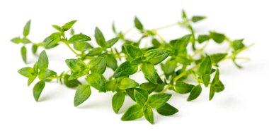 taze ot, beyaz arka plan üzerinde izole taze kekik