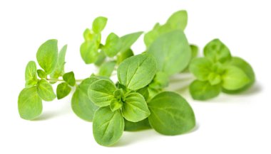 Beyaz arka plan üzerinde izole taze kekik