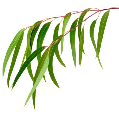 taze mavi sakız yaprak beyaz zemin üzerine