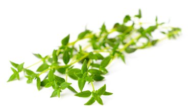 taze ot, beyaz arka plan üzerinde izole kekik