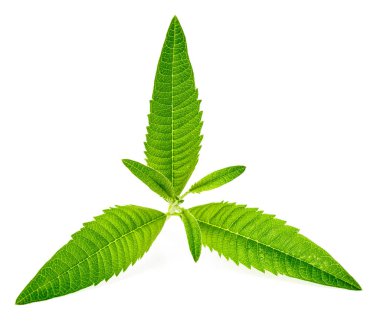 Beyaz arka plan üzerinde taze lippia yaprakları