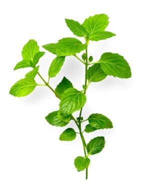 Beyaz arka plan üzerinde izole taze nane yaprakları