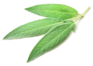 Beyaz arkaplanda taze adaçayı yaprakları izole