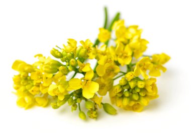 Beyaz arka plan üzerinde izole taze kanola çiçekler