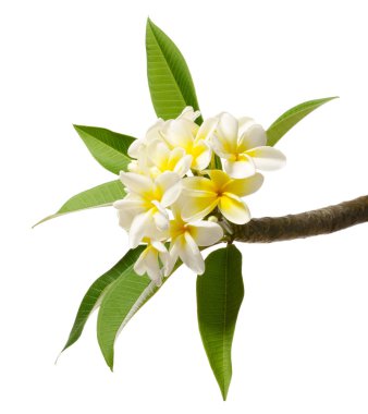 taze Frangipani çiçek ve yaprak beyaz arka plan üzerinde izole