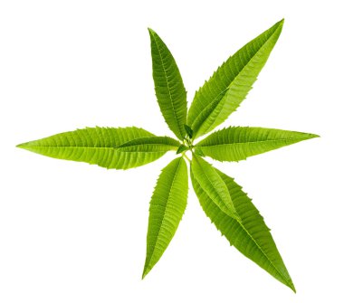 taze limon verbena izole üzerinde beyaz arka plan bırakır