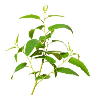 Beyaz arka plan üzerinde izole taze limon okaliptüs