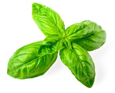 taze fesleğen izole beyaz arka plan üzerinde closeup