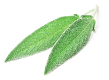 Beyaz arkaplanda taze adaçayı yaprakları izole