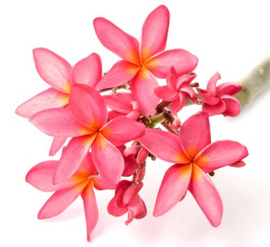 Beyaz arka plan üzerinde izole taze kırmızı frangipani çiçekler