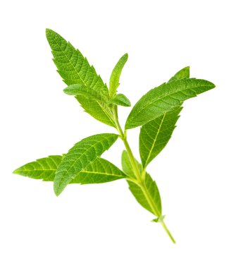 Beyaz arka plan üzerinde taze lippia yaprakları